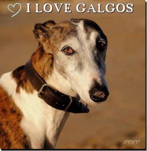 Foto de mi perro Hidalgo, un galgo español que fue mi fiel amigo